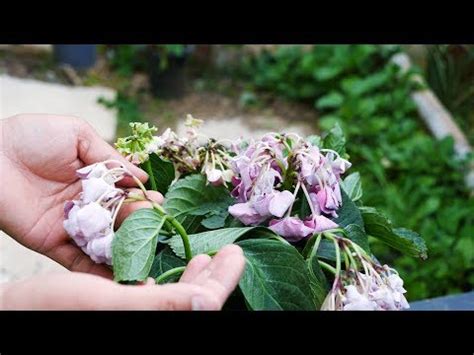 繡球花 風水|【繡球花風水】繡球花風水招財旺運，擺放禁忌不可不知！